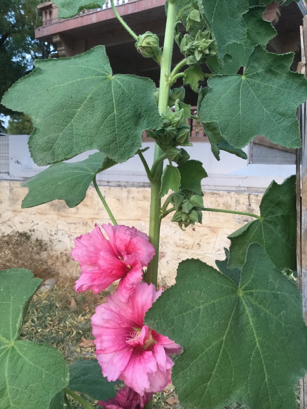blooming hollyhocks 600